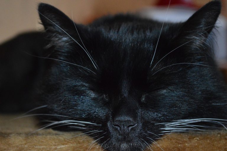 ce inseamna cand visezi insecte negre