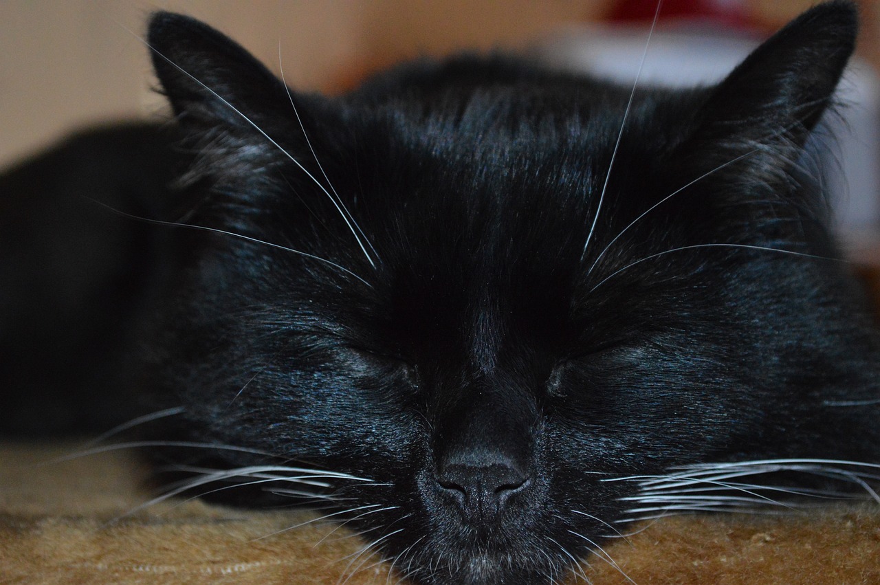 ce inseamna cand visezi insecte negre