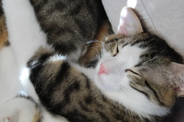 ce inseamna cand visezi nuci uscate