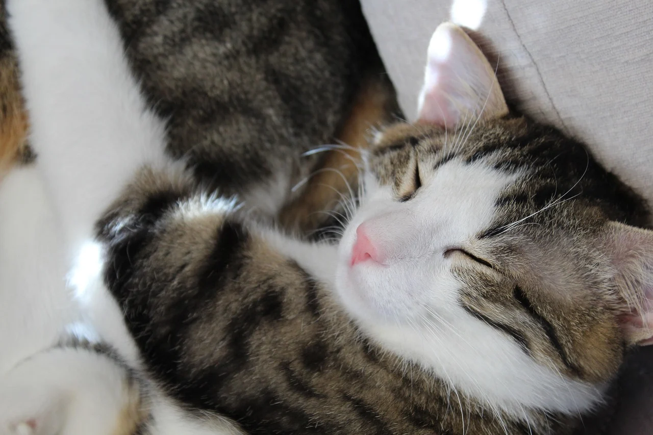 ce inseamna cand visezi caine negru