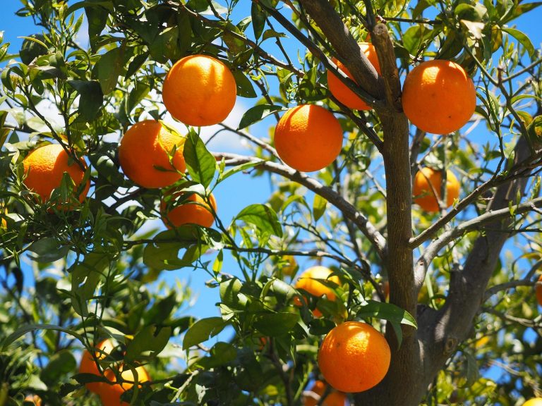 cel mai bun ser cu vitamina c