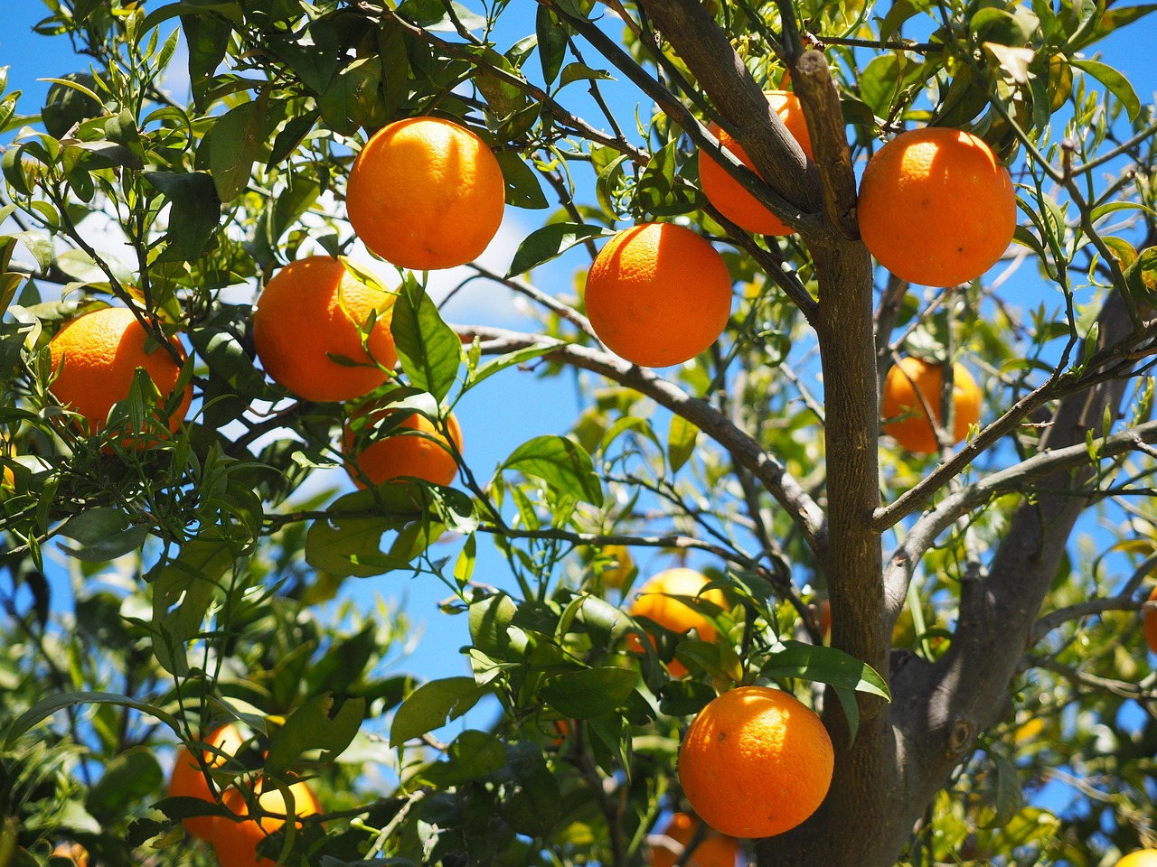 cel mai bun ser cu vitamina c